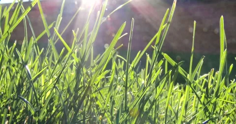 Green Grass in the Wind - Sunlight - 4k Stock Footage 52972557
