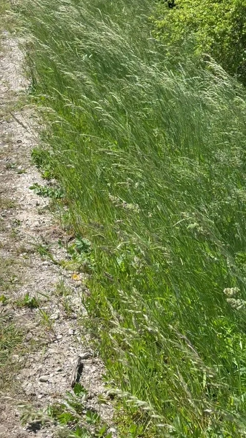 Green Grass Wind Swaying Stock Footage 342500177