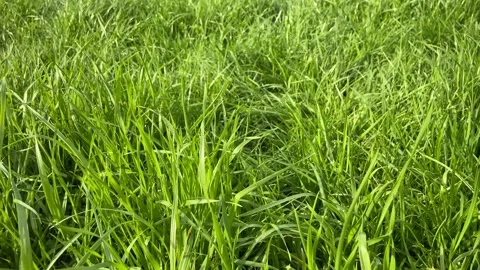 Green grass in the wind. Uncut lawn. Stock Footage 306703392