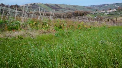 Green grass in the wind vineyard and hills in the background Stock Footage 99103059