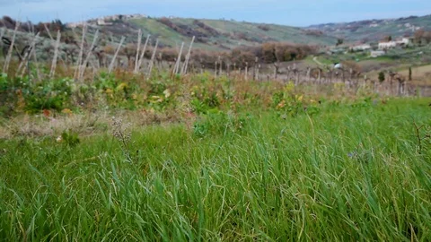 Green grass in the wind with vineyard, mountains and village in the background Stock-Footage 99103027