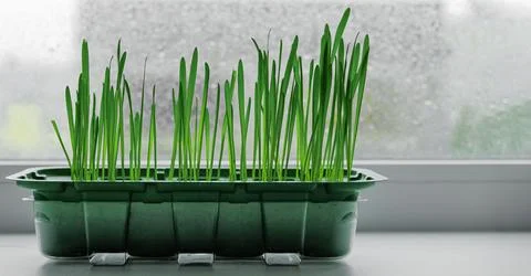 Green grass on the window Stock Photos