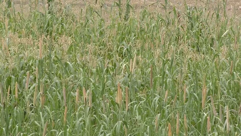 The green grass in the winds and ground Stock Footage 111887272
