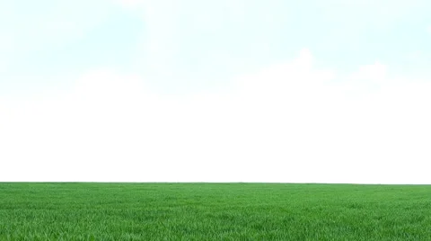 Green grass. Windy Stock Footage 63306959