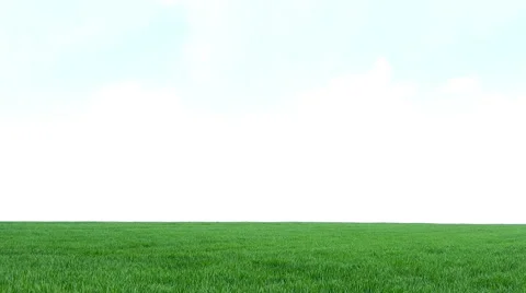 Green grass. Windy Video stock 63307068