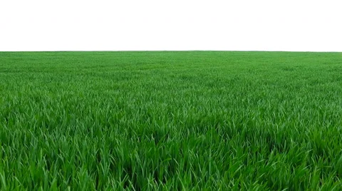 Green grass. Windy Vídeos de archivo 63314321