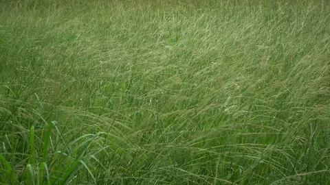 Green grass windy Stock Footage 115080800