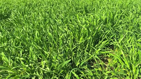 Green grass in a windy weather minimalistic background Stock Footage 329068786