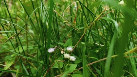 Green grass world slow video Stock Footage 221216692