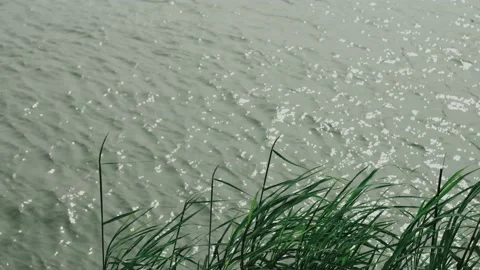 Green Grass By The Yangtze River Stock Footage 156878104