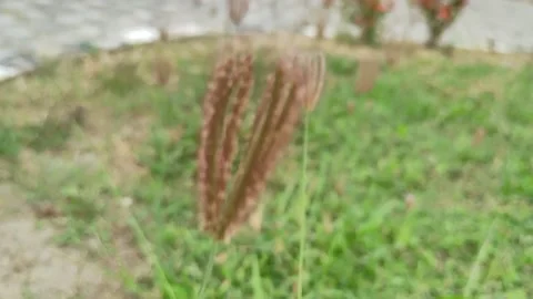Green grass in the yard Stock Footage 239925028