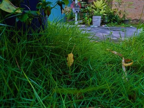 Green grass in the yard Stock Photos
