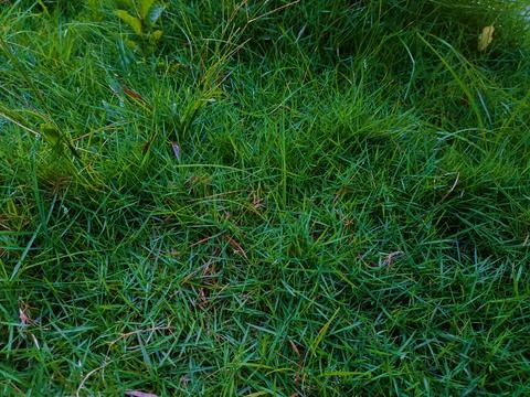 Green grass in the yard Stock Photos