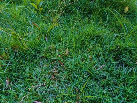 Green grass in the yard Stock Photos