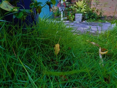 Green grass in the yard Stock Photos