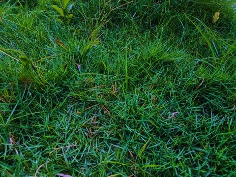 Green grass in the yard Foto stock