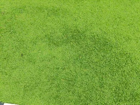 Green grass at the yard Stock Photos