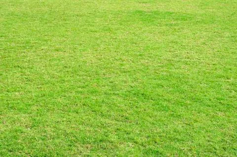 Green grass yard use for background. Foto stock