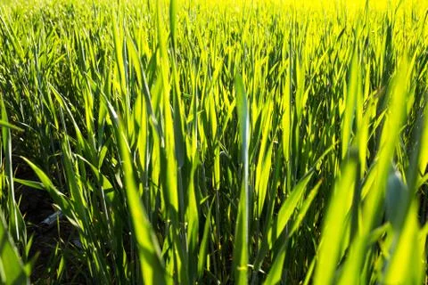 Green grass. young wheat. spring meadow Stock Photos