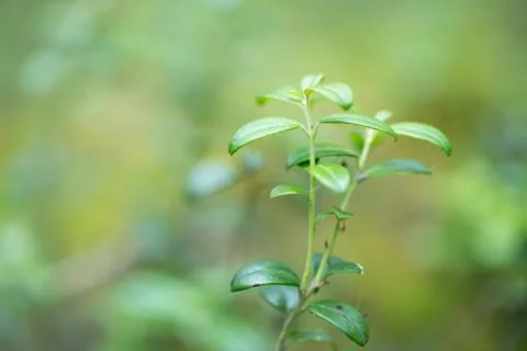 Green grass for your design Stock Photos