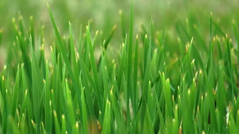 Green Grass Zebra Rush Pond Plant close up Stock Footage 341858287