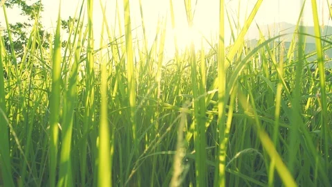 Green grass2 Stock Footage 109467944