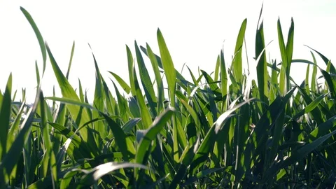 Green grasses are moving in the wind Stock-Footage 111271925