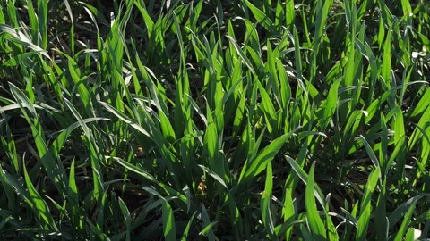 Green grasses are moving in the wind Vídeo Stock 111272502