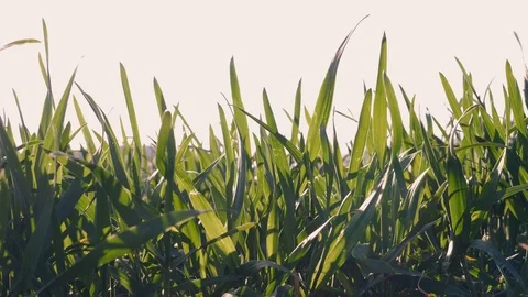 Green grasses are moving in the wind Stock-Footage 111442863