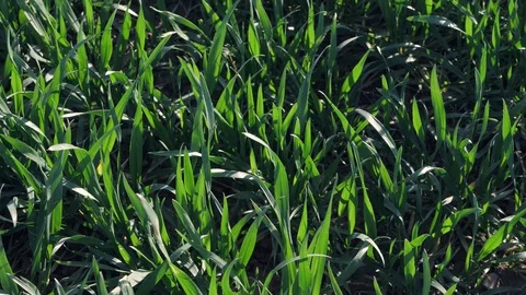 Green grasses are moving in the wind Stock-Footage 111443531