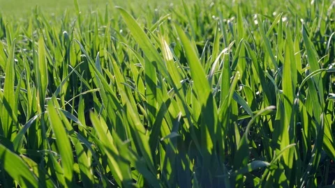Green grasses are moving in the wind Stock-Footage 111444125