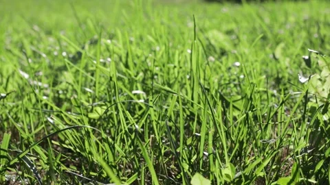 Green grasses are moving with the wind close-up view with blurry depth view Stock Footage 144384992