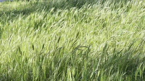 Green Grasses Fluttering in The Wind 스톡 동영상 296084249
