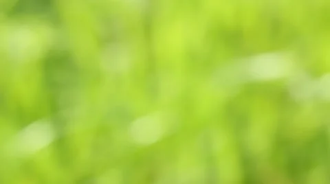 Green Grasses Stock Footage 53612187