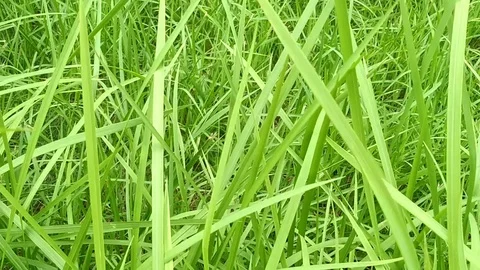 Green Grasses from nature Stock Footage 108655056