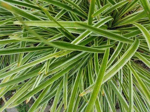 Green grasses Stock Photos