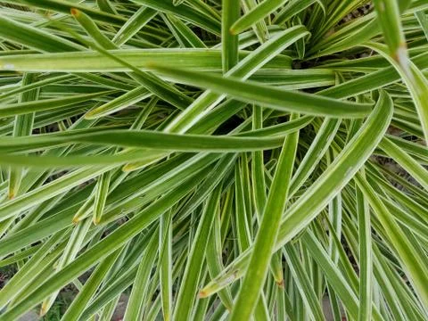 Green grasses Stock Photos