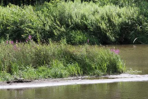 Green grasses in the river Stock Photos
