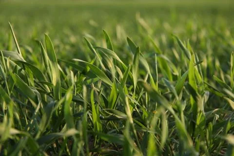 Green grassfield Stock Photos