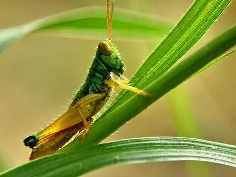 Green Grasshopper Acrididae Perching on Leaf Side Profile Macro View for Entomol Stock Photos