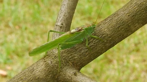 Green grasshopper and the ant moving along a tree branch. Stock Footage 60401902