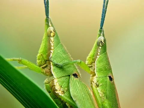 Green Grasshopper Atractomorpha Mating Close Up View for Study Stock Photos