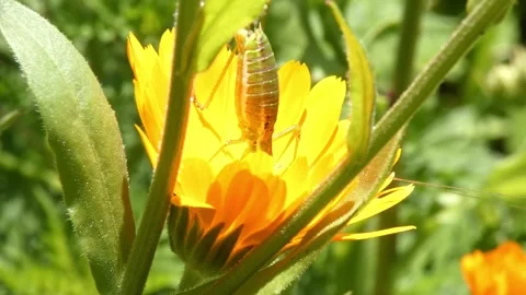 Green grasshopper basking on sunlit yellow flower as vitality metaphor Stock Footage 335488838