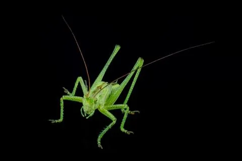 Green grasshopper on a black background Foto stock