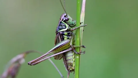 Green Grasshopper on Blade. Stock Footage 307264482
