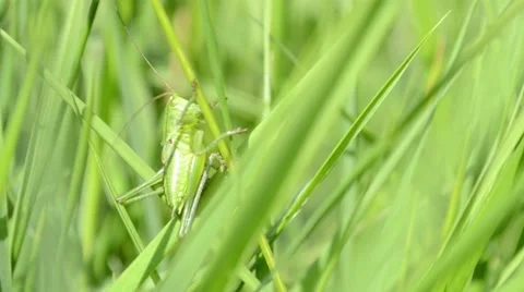 Green Grasshopper on Blade of Grass Stock Footage 46114763