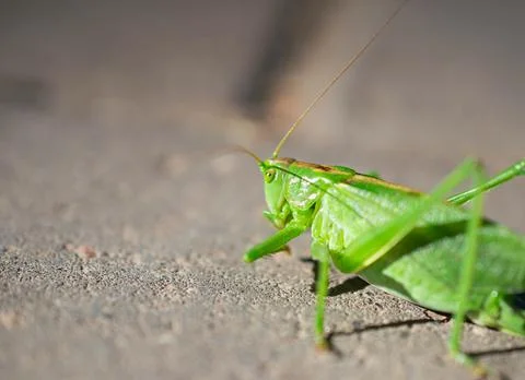 A green grasshopper on a brick tile. A large swamp grasshopper. Stock Photos