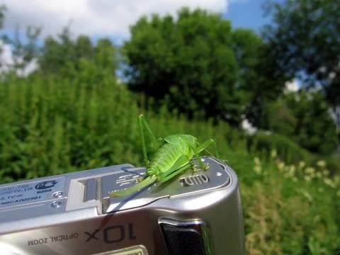 Green grasshopper on camera Stock Photos