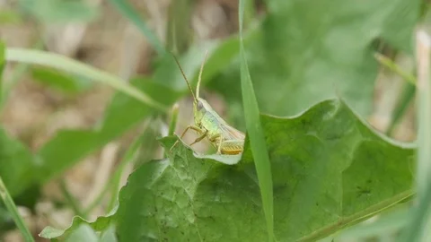 Green grasshopper chirping on a leaf Video stock 114013835