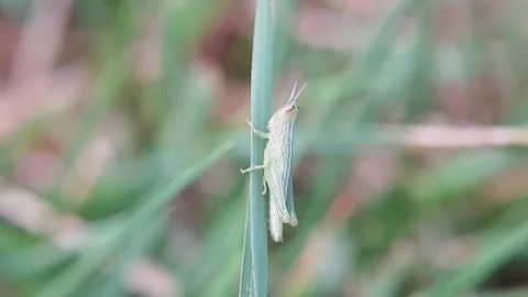 Green Grasshopper Clinging on Grass Blade Crop Pest Macro Slow Motion FHD Stock Footage 321071496